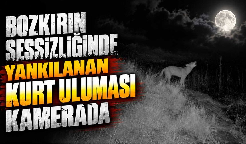 Bozkırın sessizliğinde yankılanan kurt uluması kamerada
