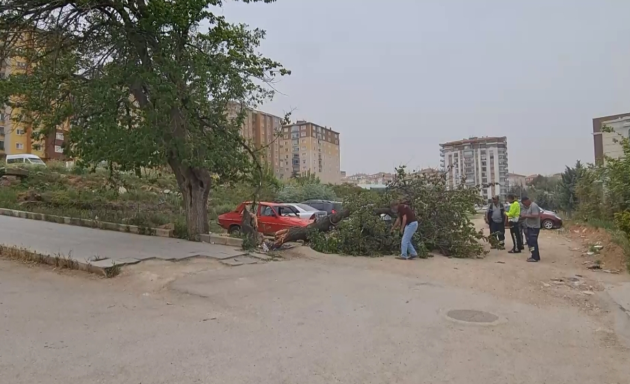 Kırıkkale’de Şiddetli Rüzgar, Ağaçları Devirdi! (6)