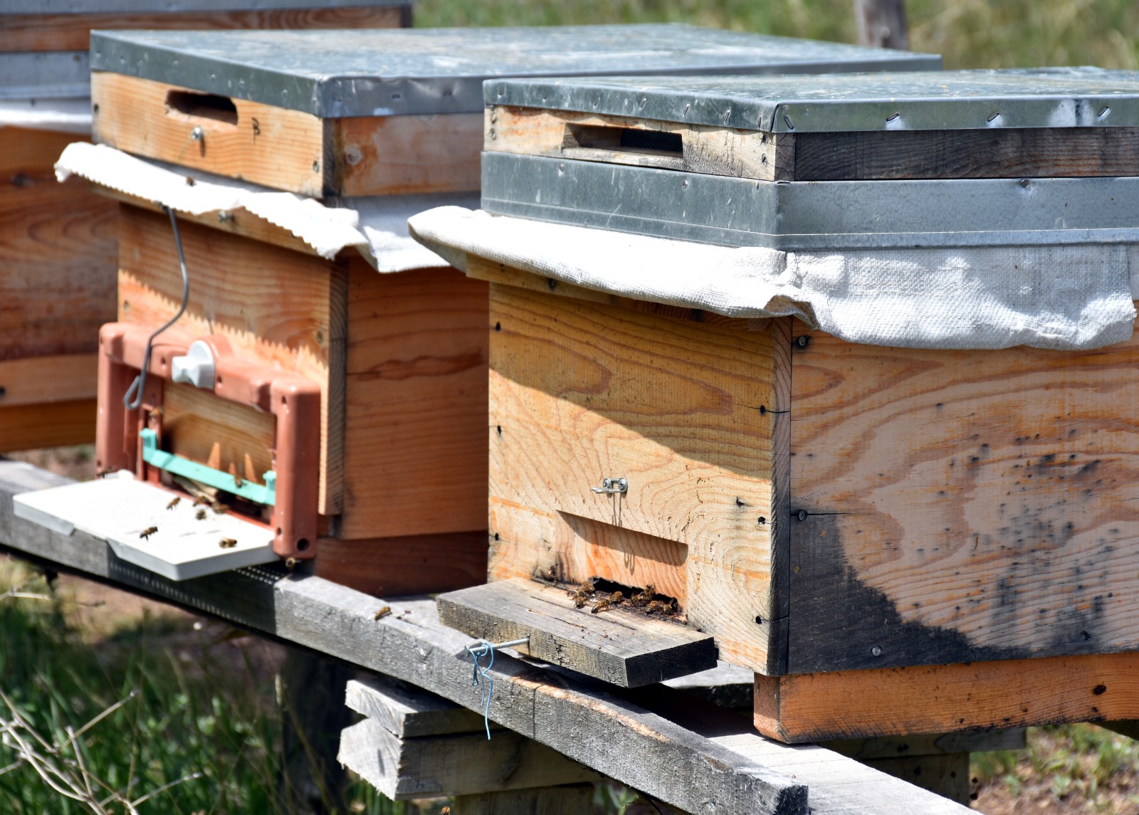 Arıcılar Kırıkkale’de Devlet Desteğiyle Bal Üretiyor (2)
