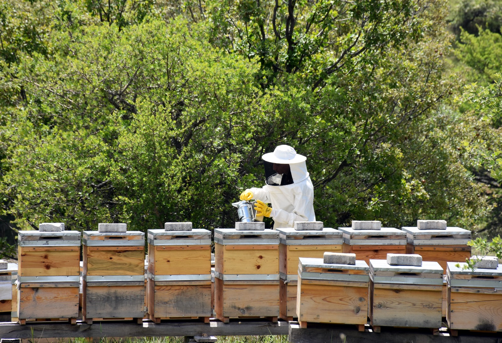 Arıcılar Kırıkkale’de Devlet Desteğiyle Bal Üretiyor (8)