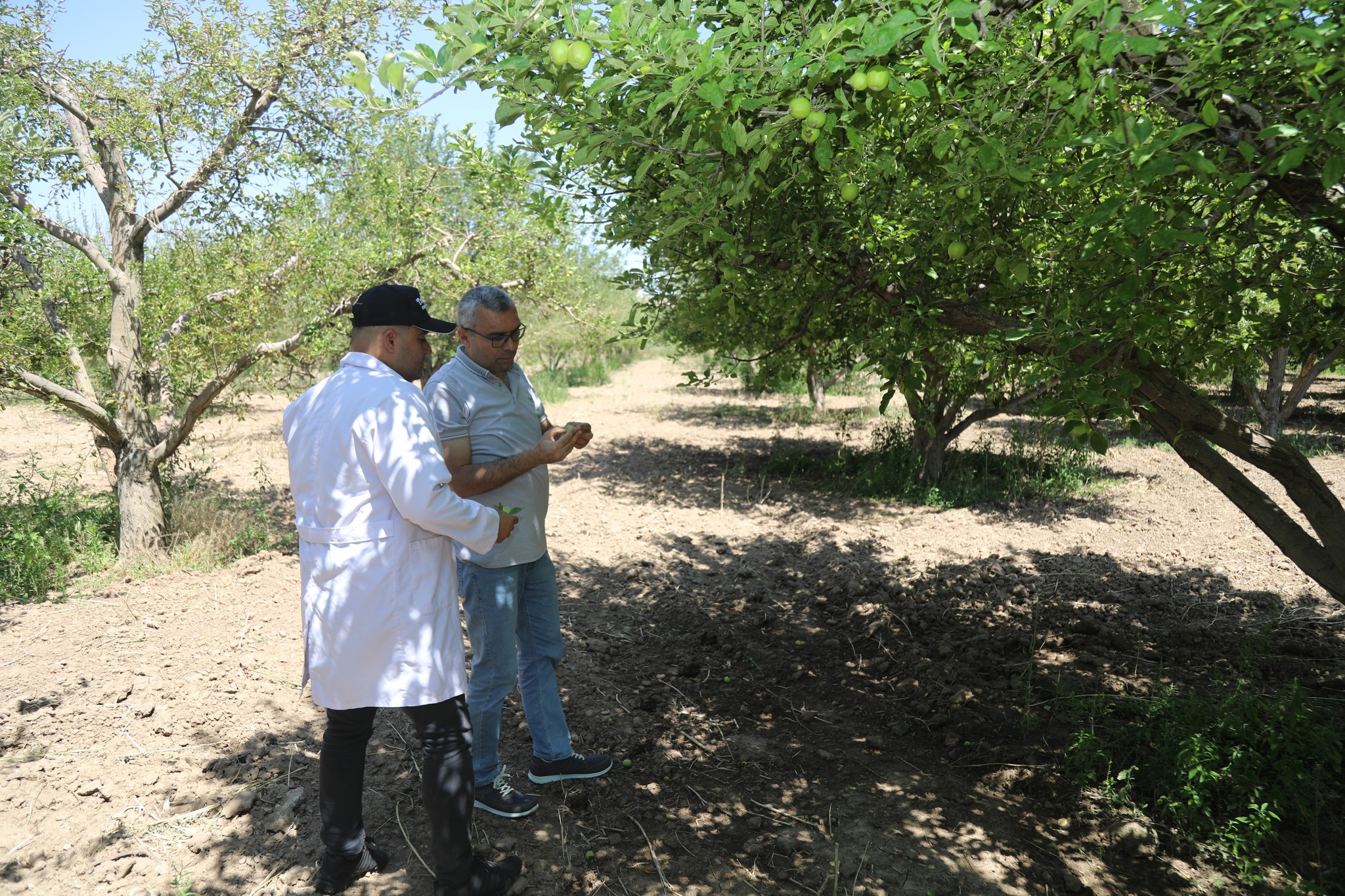 Kırıkkale'de ‘Elmada Biyolojik Mücadele Projesinde’ Önemli Adım (2)