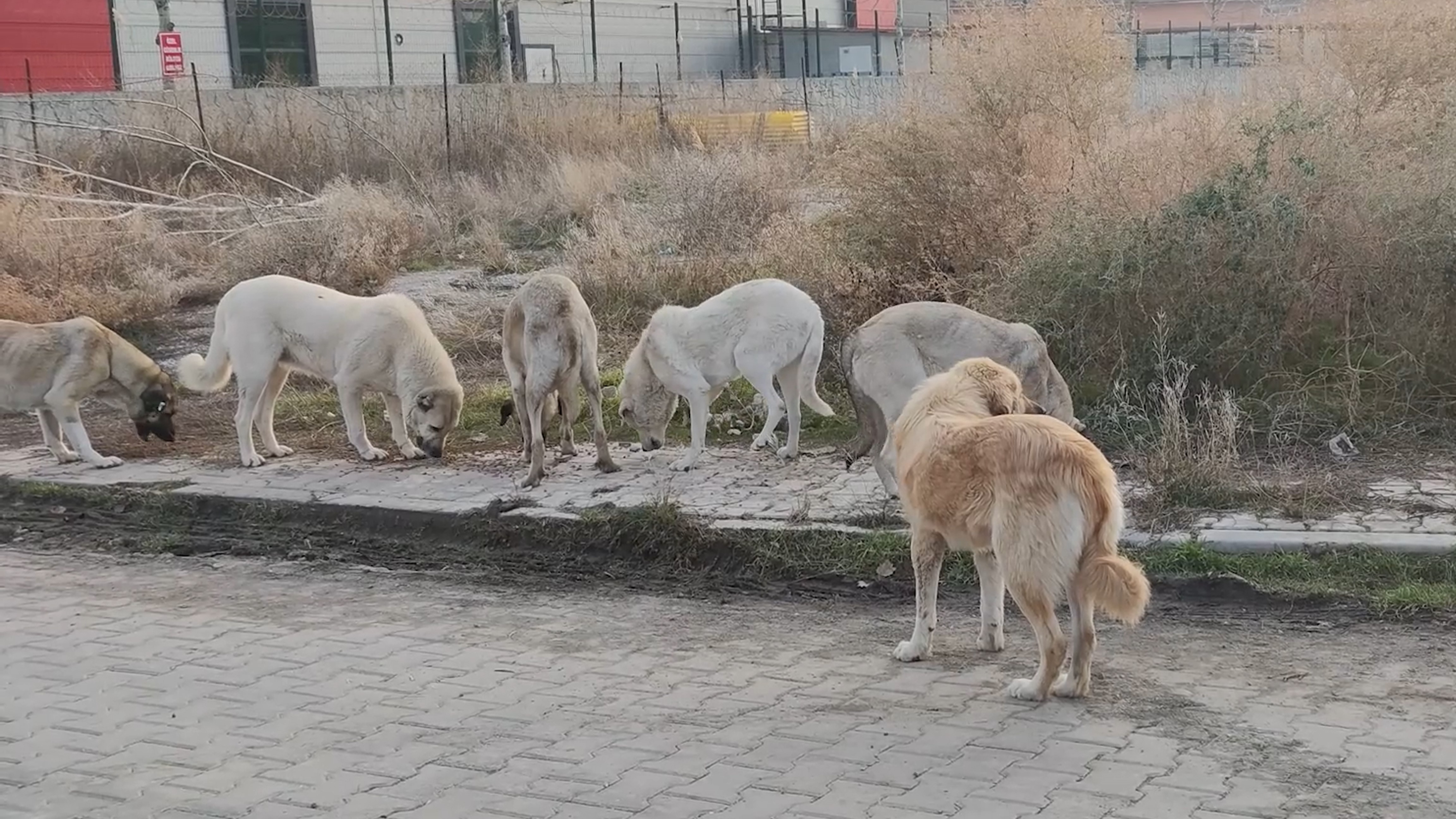 Çevre Illerden Bırakılan Sokak Köpekleri Kırıkkale’de Tedirginlik Yaratıyor (2)