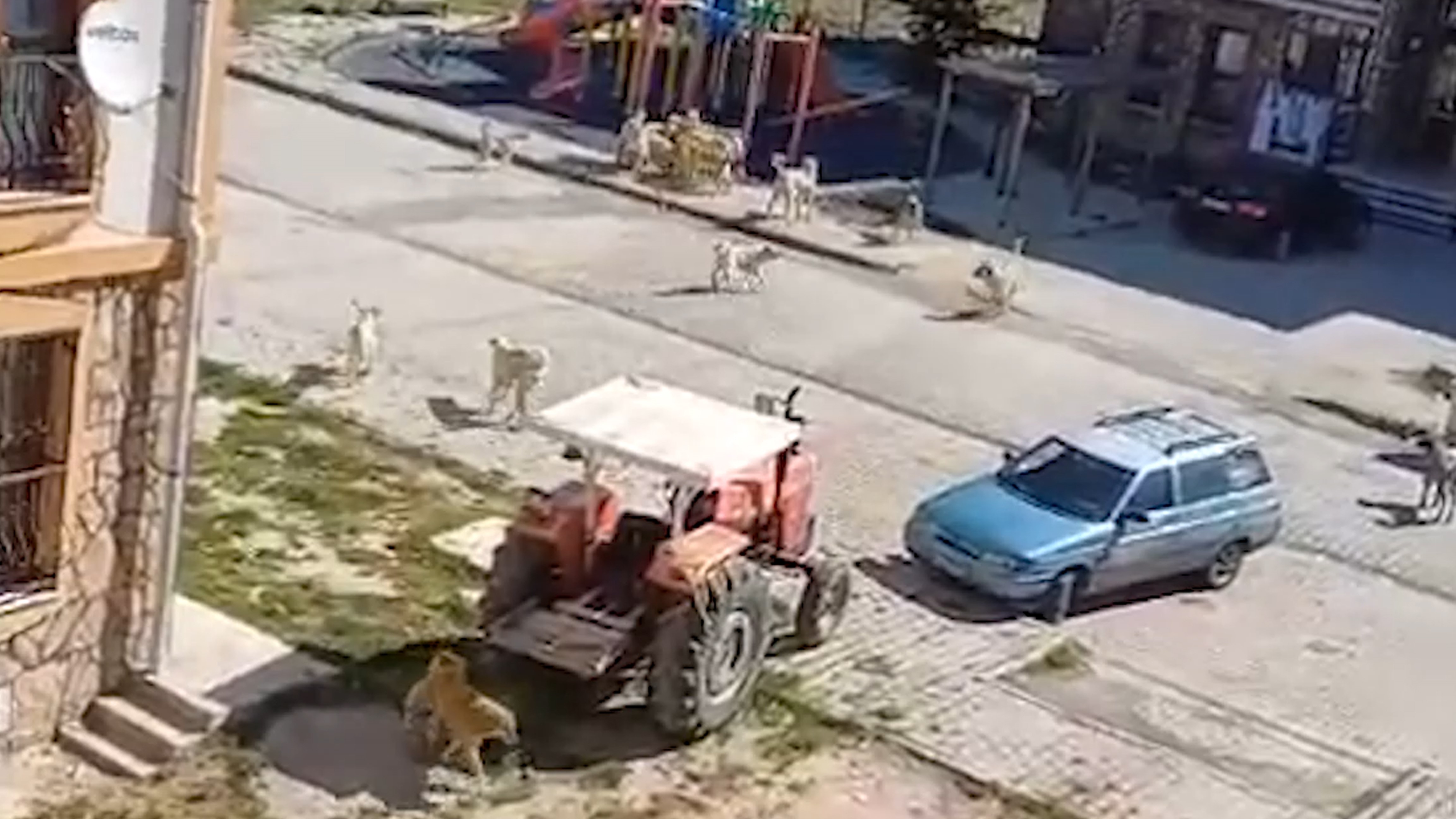 Çevre Illerden Bırakılan Sokak Köpekleri Kırıkkale’de Tedirginlik Yaratıyor (3)