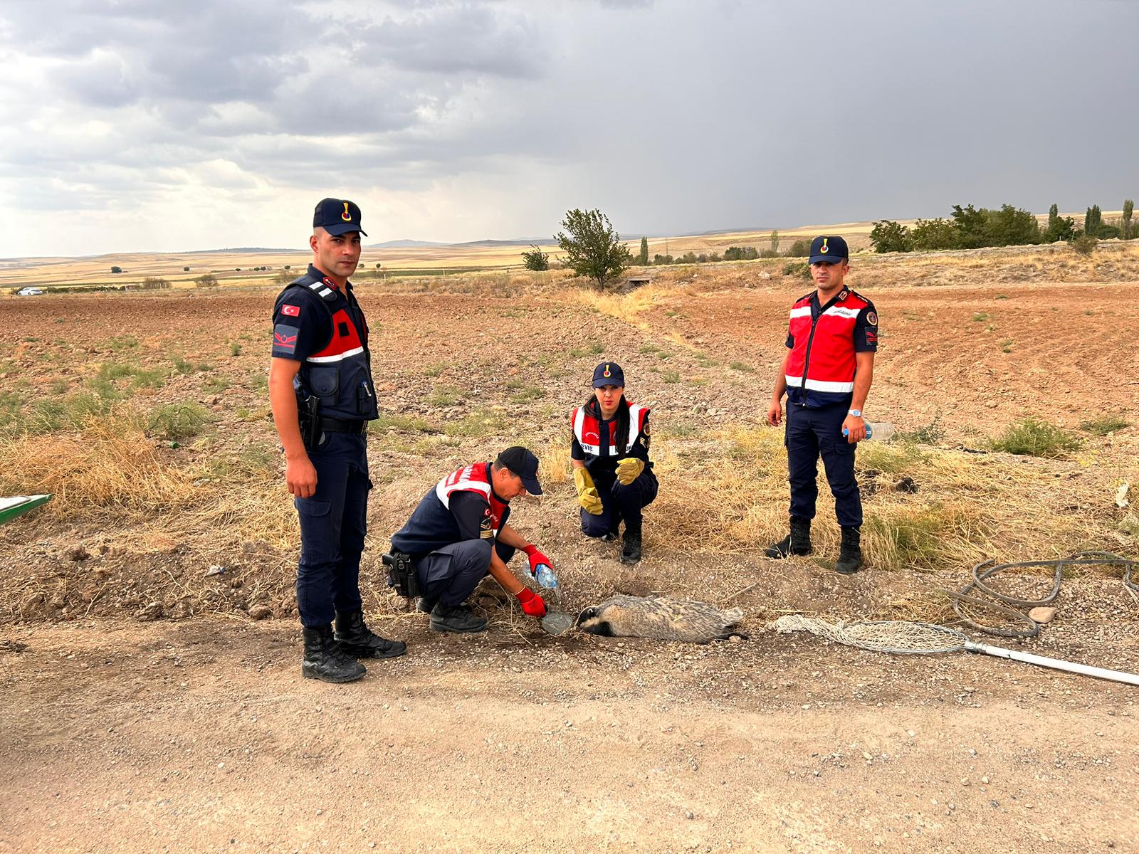 Kırıkkale’de Bulunan Yaralı Bal Porsuğu Tedavi Altına Alındı (1)