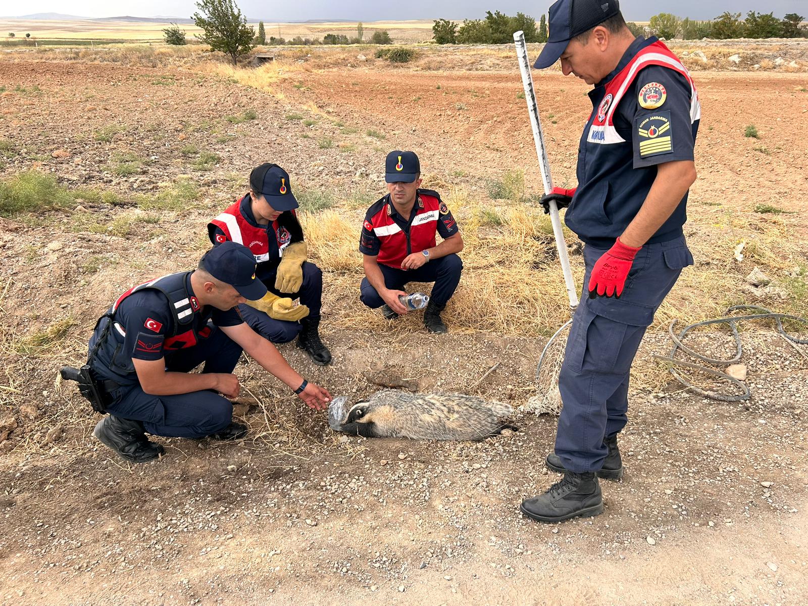 Kırıkkale’de Bulunan Yaralı Bal Porsuğu Tedavi Altına Alındı (3)