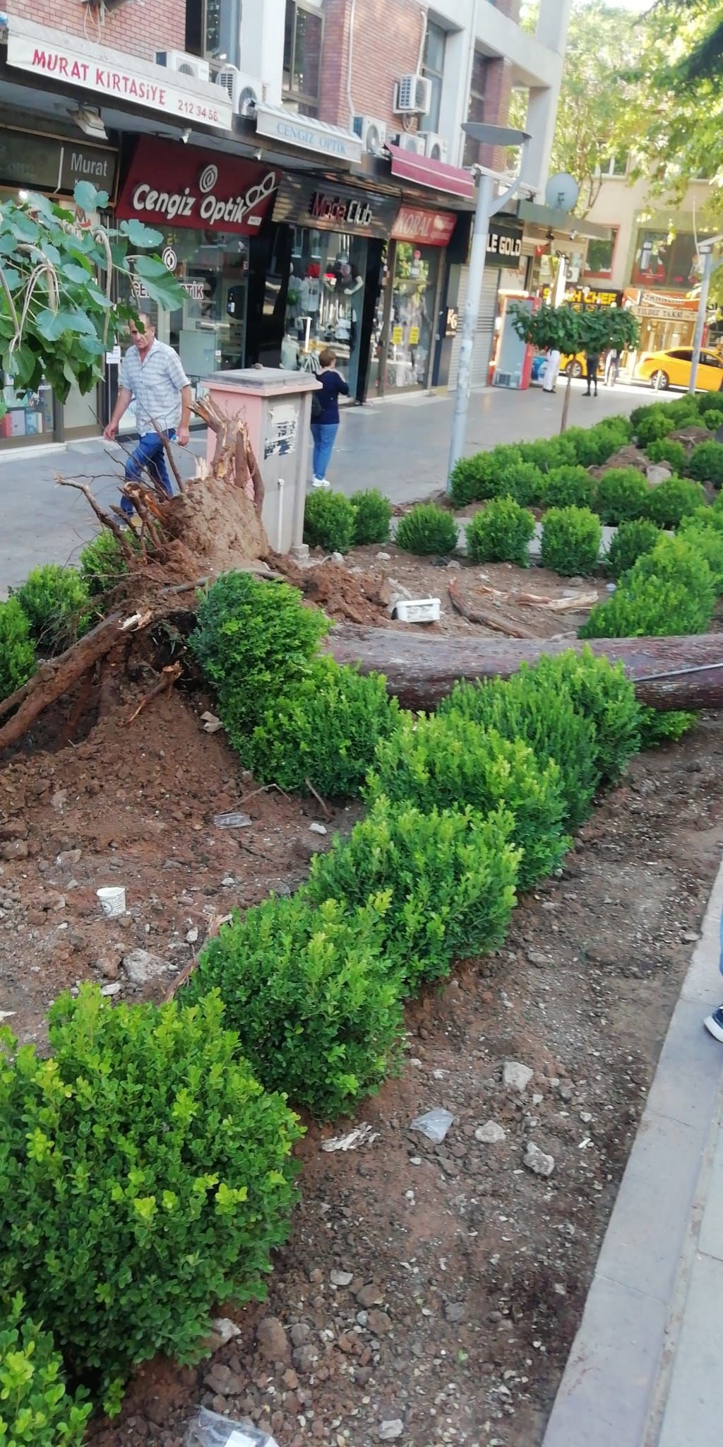 Kırıkkale’de Faciaya Ramak Kaldı! En Kalabalık Caddede Ağaç Devrildi (2)