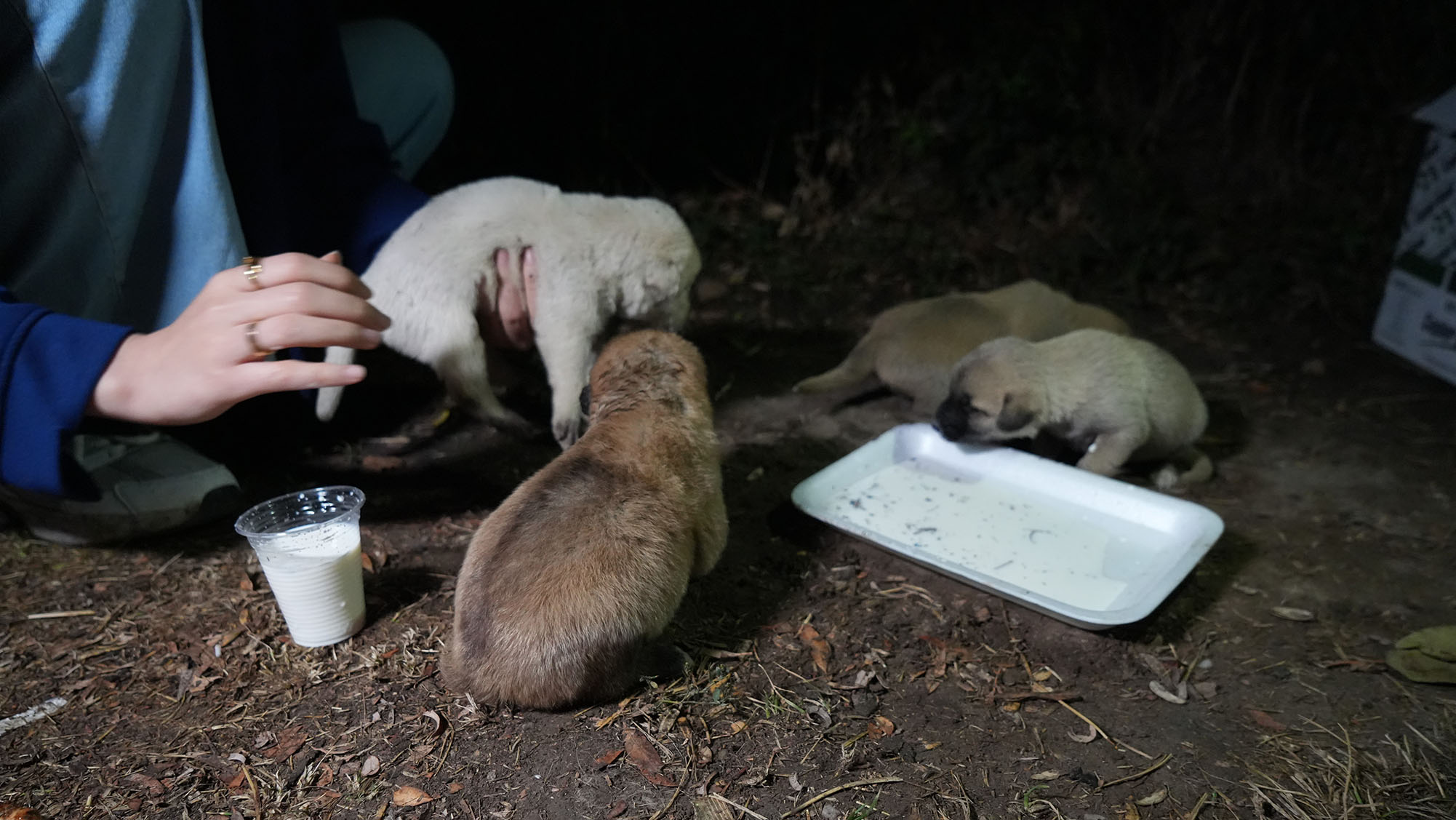 Kırıkkale’de Annesinin Terk Ettiği Yavru Köpekleri, Hayvansever Aile Sütle Besledi (1)