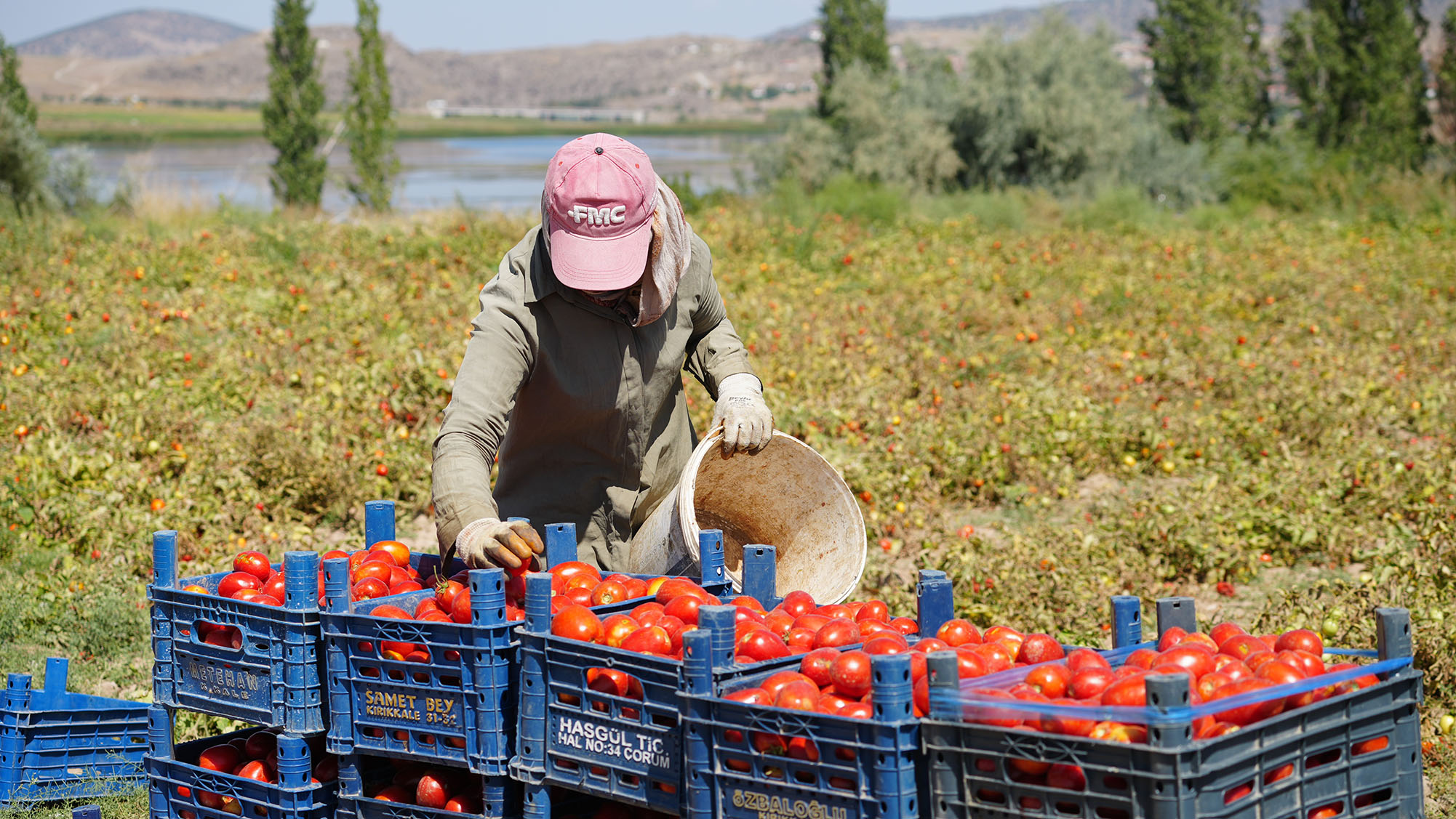 Kırıkkaleli Çiftçiler, Çalıştıracak Işçi Bulamakta Zorlanıyor (2)