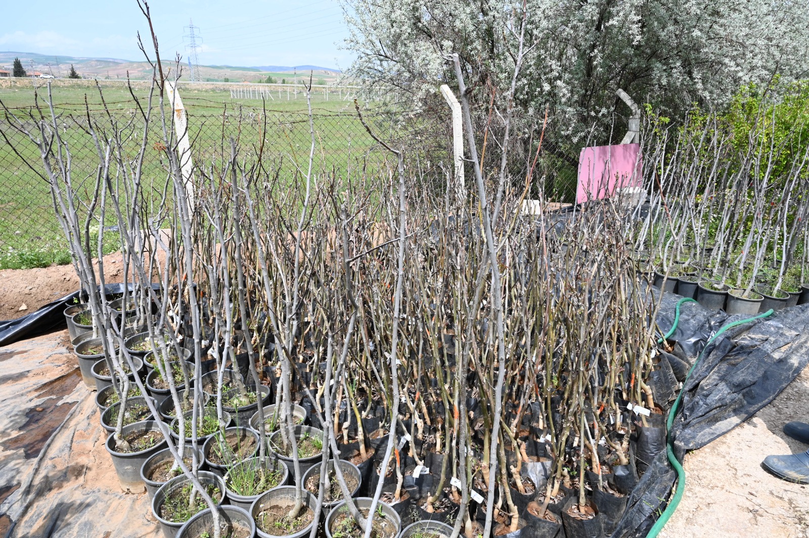 Kirikkale Fidancilik (8)