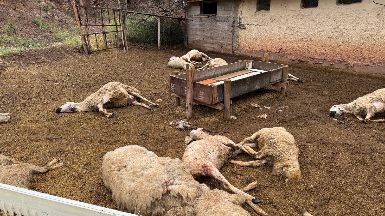 Kırıkkale’de Ağıla Giren Kurtlar 18 Koyunu Telef Etti (1)