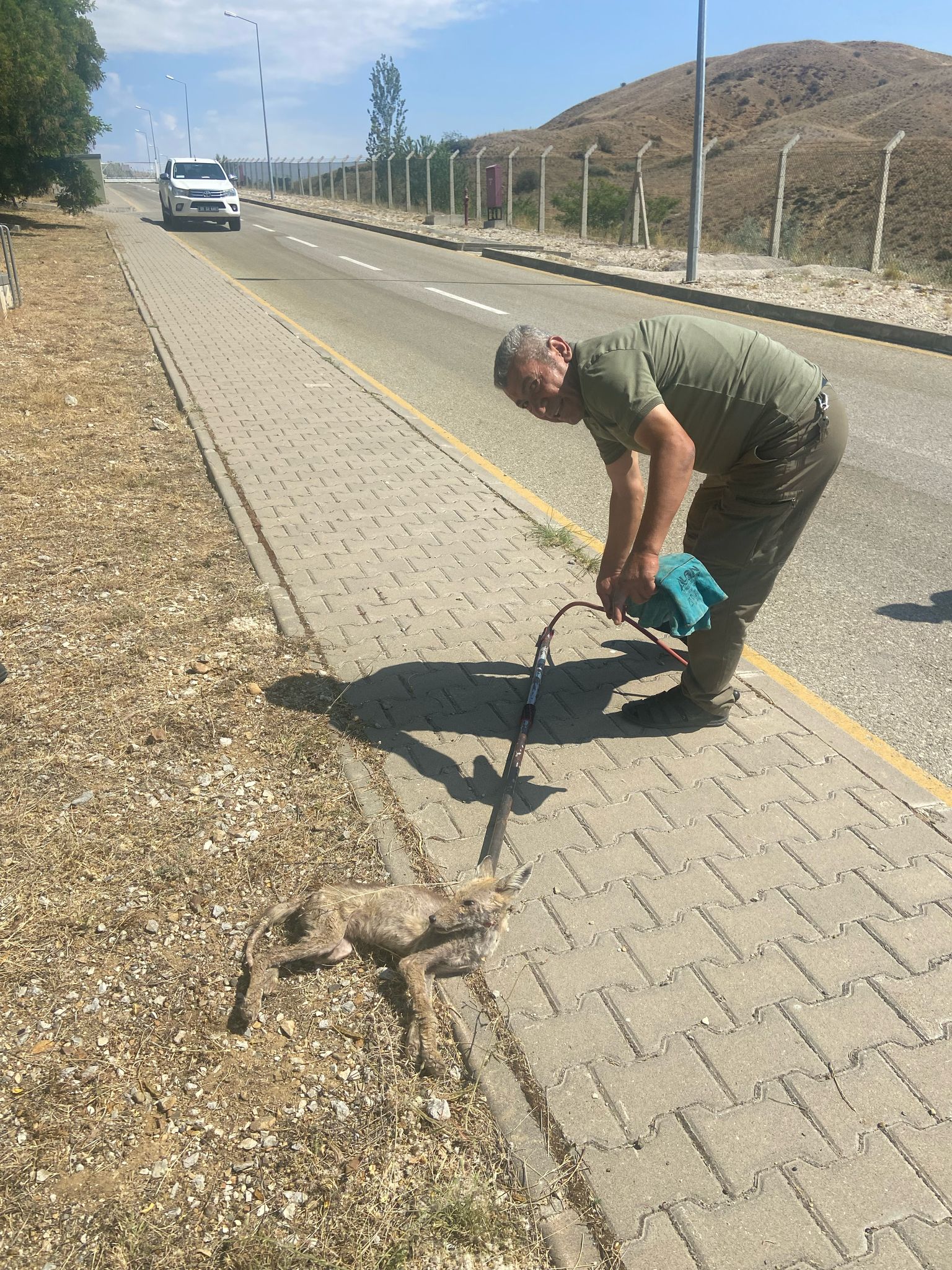 Kırıkkale’de Yol Kenarında Yaralı Bulunan Yavru Tikli, Tedavi Altına Alındı (2)
