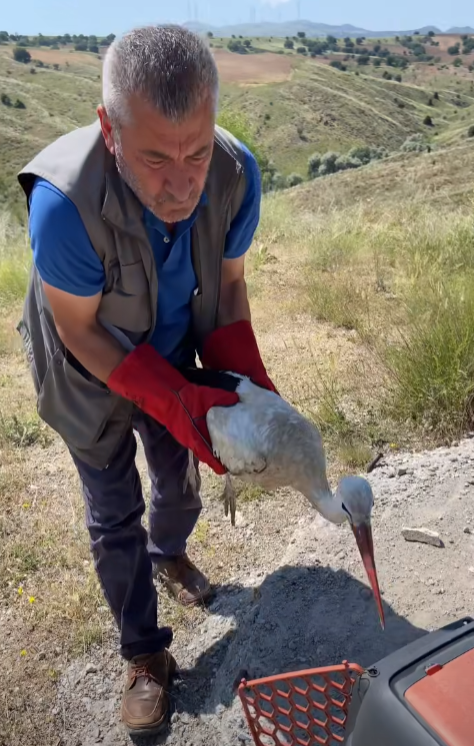 Leylek