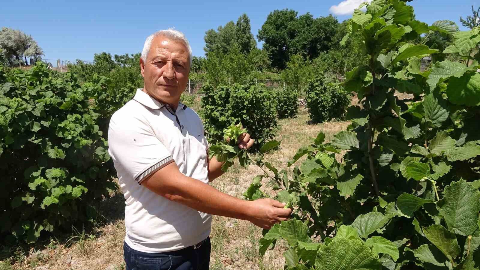Bozkırın ortasında fındık yetiştirdi