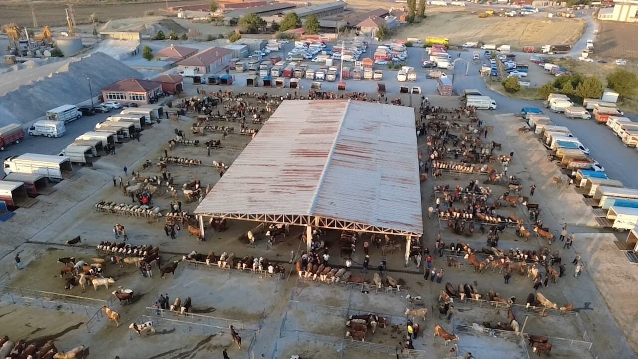 Hayvan fiyatları düşüşte, besiciler 'Tam alım zamanı' diyor