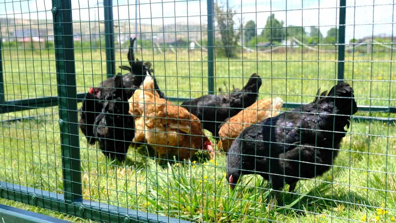 Keneyle mücadelede gezici tavuk kümesi uygulaması