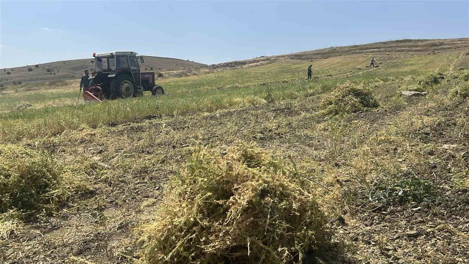 Yozgat'ta mercimek hasadı başladı, çiftçinin yüzü güldü, verim beklentisi yükseldi