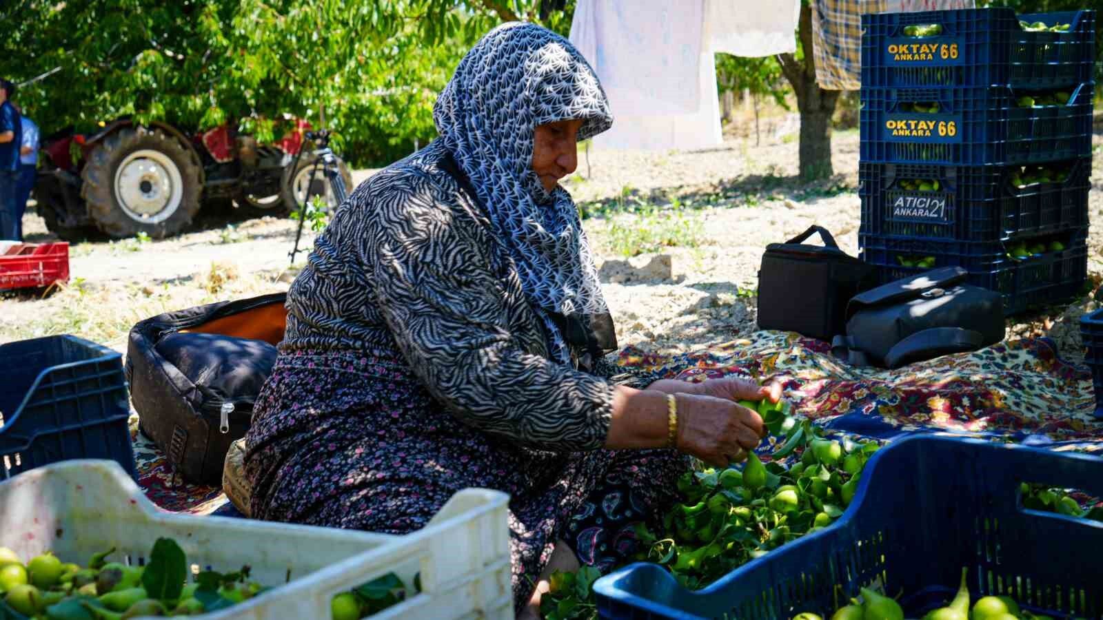 Geçen sene yaşanan zirai donun izlerine rağmen yaz armudu hasadı başladı: 200 ton rekolte bekleniyor