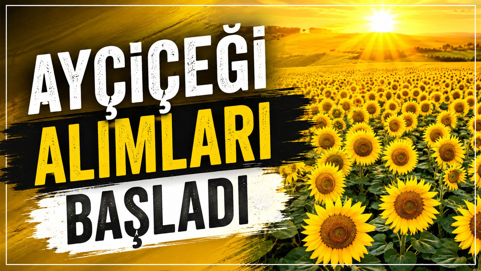 Ayçiçeği alımları başladı