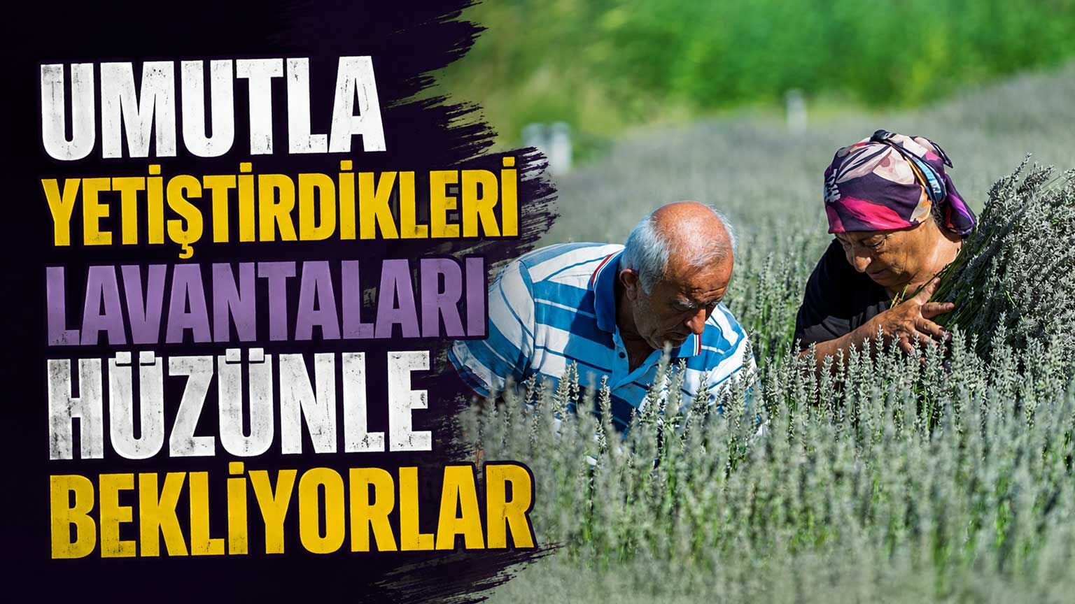 Umutla yetiştirdikleri lavantaları hüzünle bekliyorlar