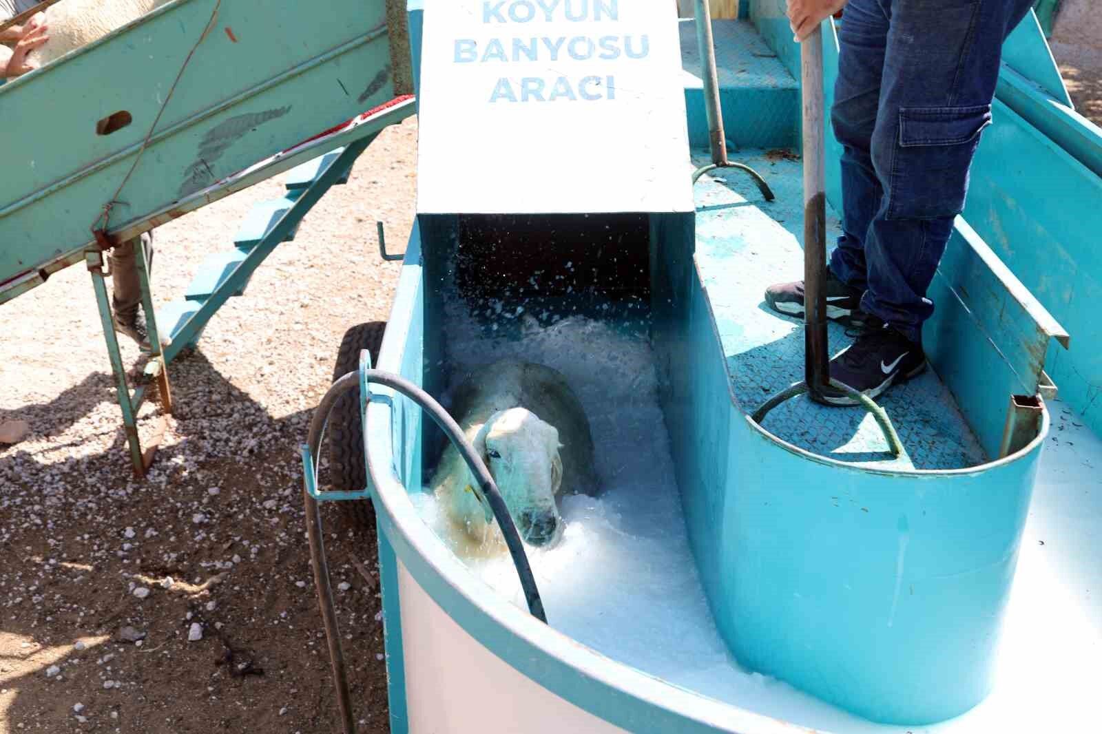 16 bin koyun bu banyodan geçti