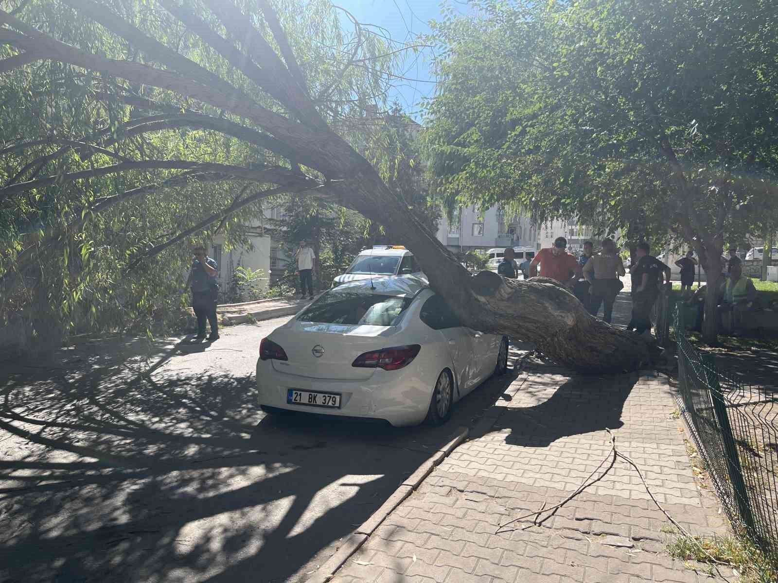 Park halindeki otomobilin üzerine ağaç devrildi