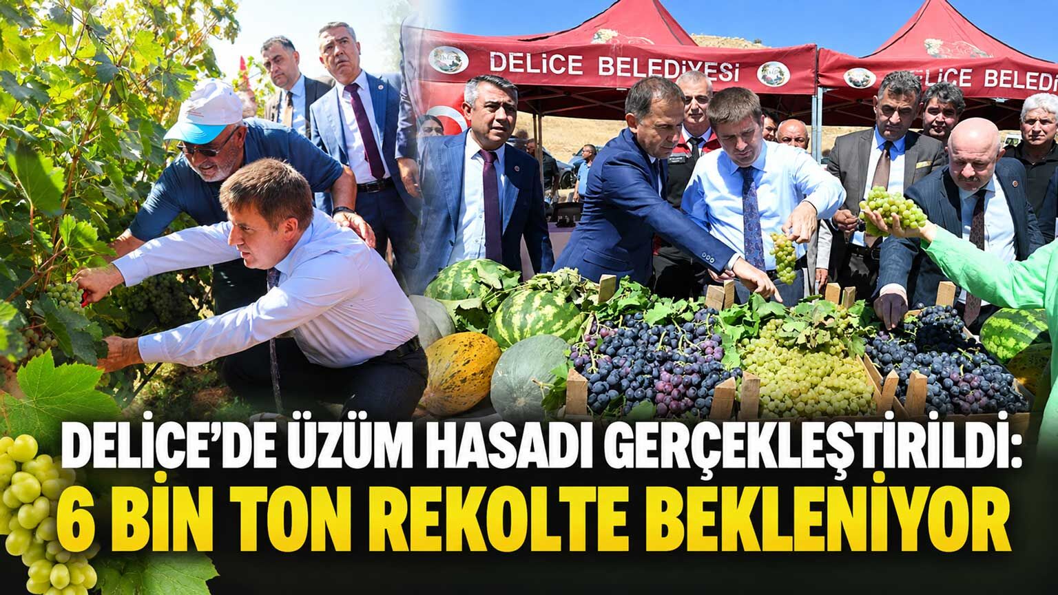 Delice’de üzüm hasadı gerçekleştirildi: 6 bin ton rekolte bekleniyor