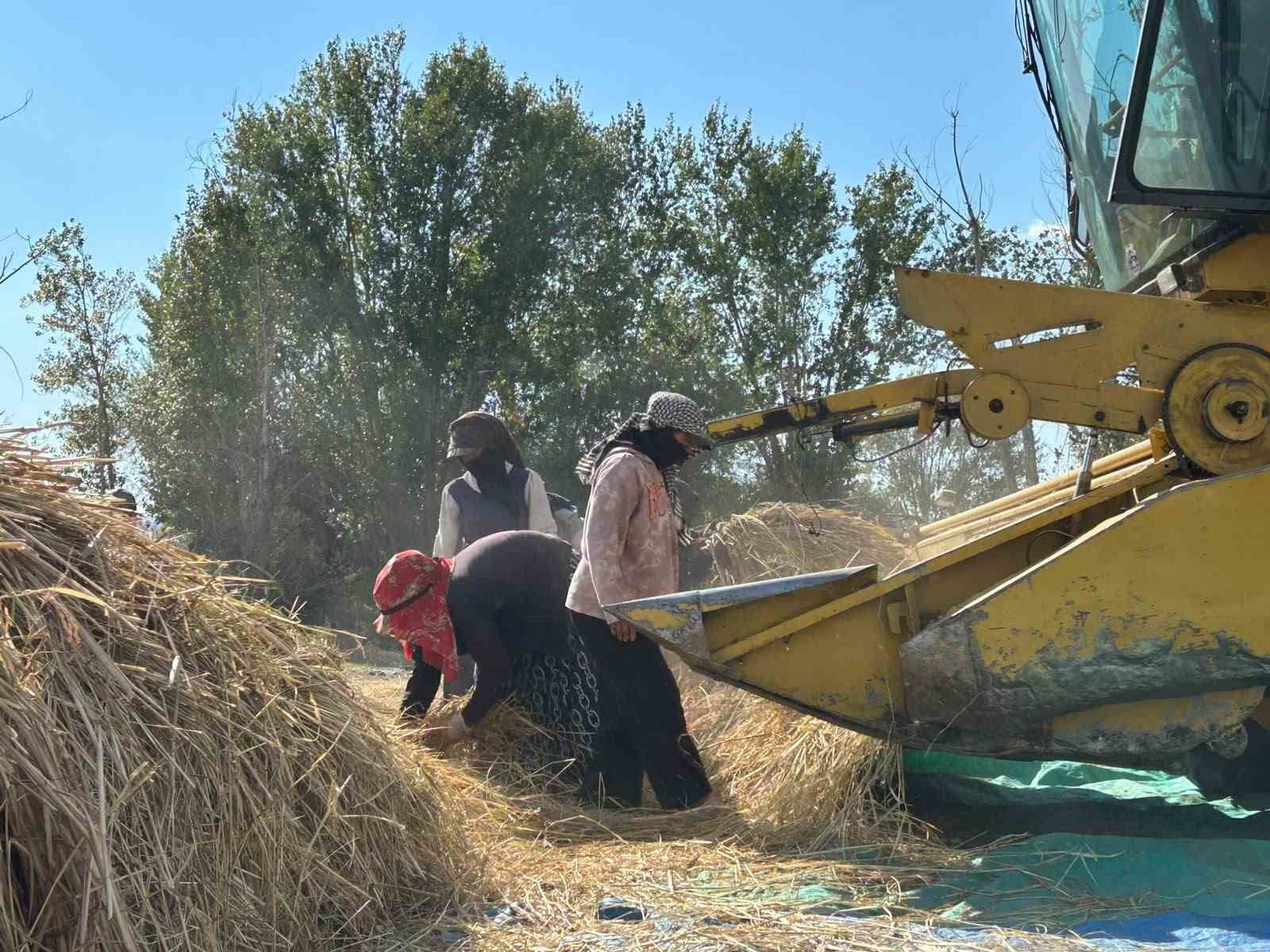 40 yıl sonra gelen bereket: Tarlalarda yeniden çeltik mesaisi