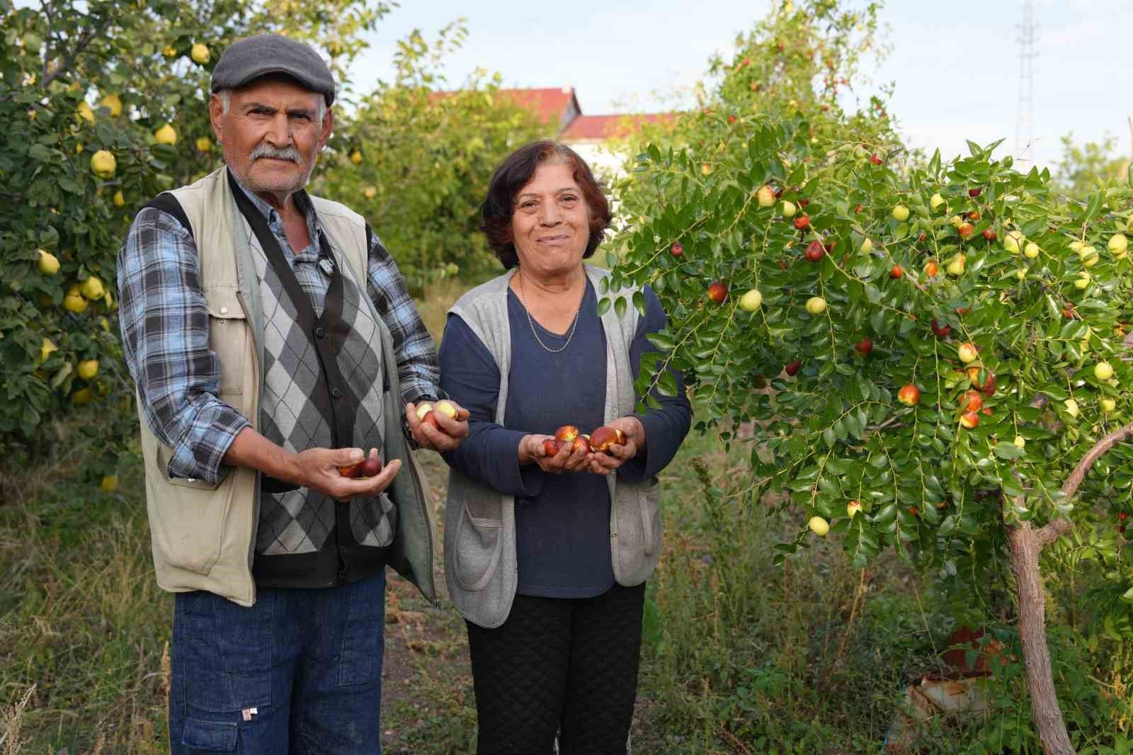 Diktiği fidanların meyvelerini almaya başladı